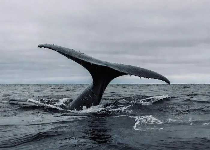 Andenes: Responsible Whale Watching with Classic Catamaran whale watching Andenes