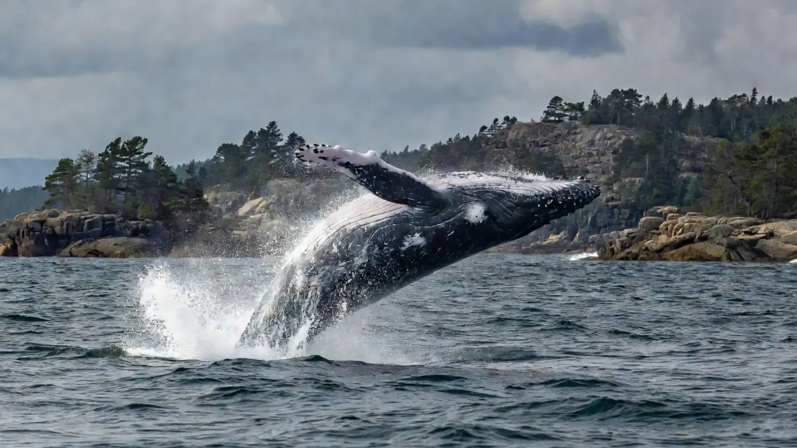 Aerial view of humpback whales and dolphins in Hawaiian waters on Maui whale watching tours