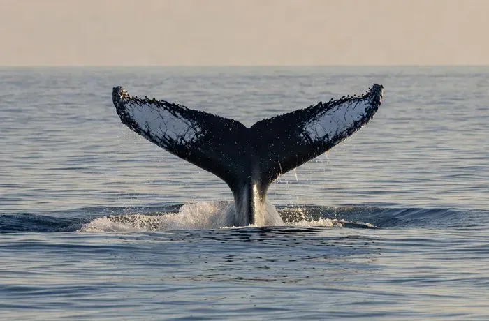 Mirissa: Whale and Dolphin Watching Boat Tour with Breakfast whale watching Sri Lanka