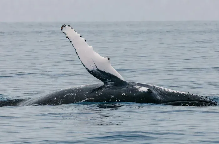 Boat Based Whale Watching from Hermanus whale watching Hermanus