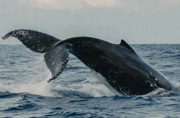 From Galle: All Inclusive Whales and Dolphin Watching Tour whale watching Sri Lanka