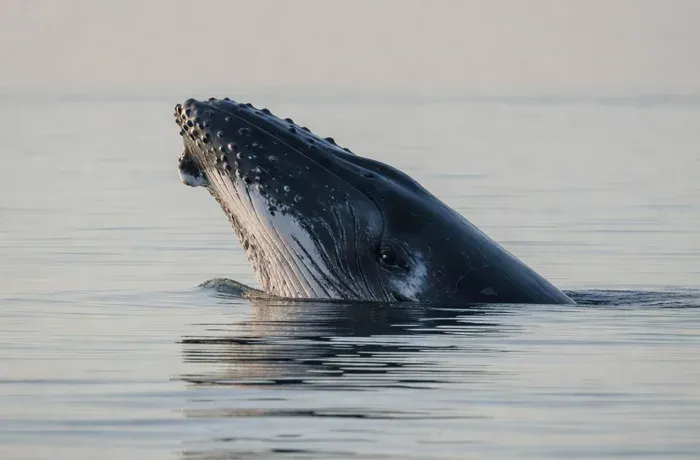 Sydney: Whale Watching & Hop On Hop Off Cruise Package whale watching Sydney