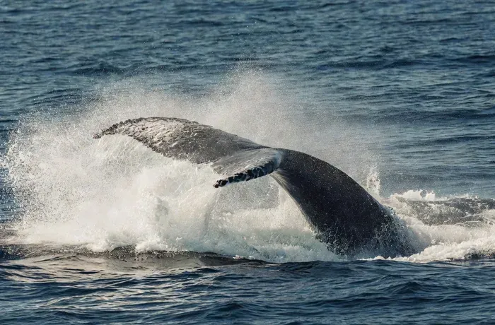 Sri Lanka: Mirissa Whale, Dolphin and Snorkeling Tour whale watching Sri Lanka