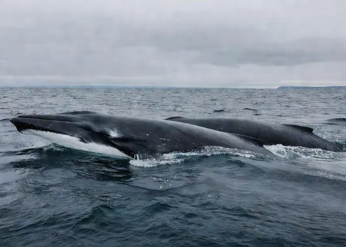 Boston: Half-Day Whale-Watching Narrated Nature Cruise whale watching Boston