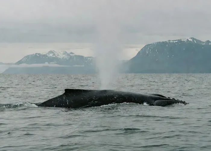 From Juneau: Whale Watching Cruise with Snacks whale watching Juneau