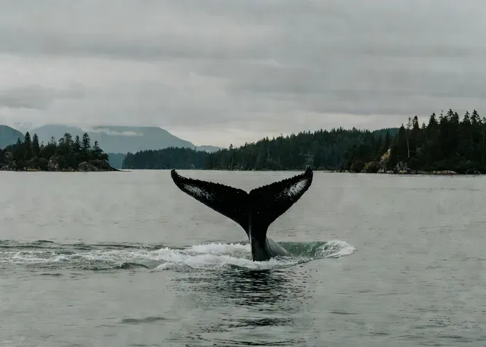 Juneau Whale-Watching and Coast Expedition – small group whale watching Juneau