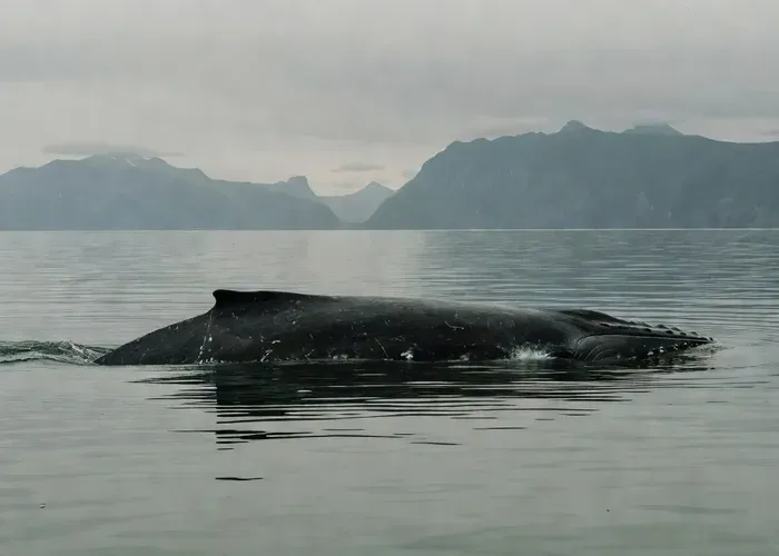 Juneau Auke Bay Whale Watching Tour whale watching Juneau