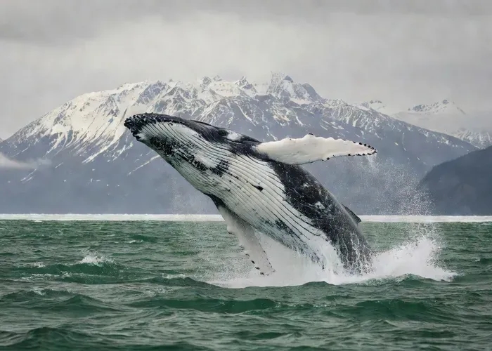 Juneau Whale-Watching Adventure – Alaska Travel Adventures whale watching Juneau