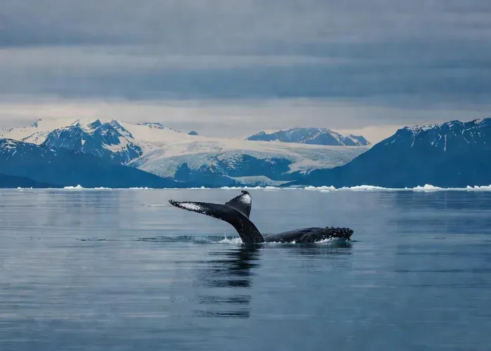 Seward: Half-Day Resurrection Bay Wildlife Cruise whale watching Juneau