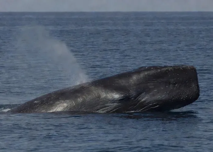 Sydney: Discovery Whale Watching Tour by Catamaran whale watching Sydney