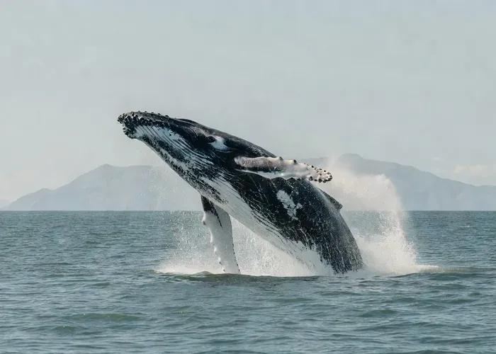 From Christchurch: Kaikōura Day Tour with Whale Watching whale watching Kaikōura
