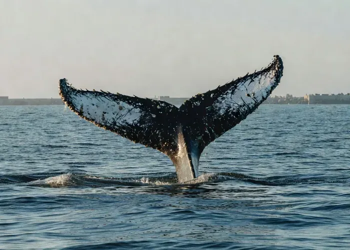 Long Beach: Whale and Dolphin Watching Cruise whale watching Los Angeles