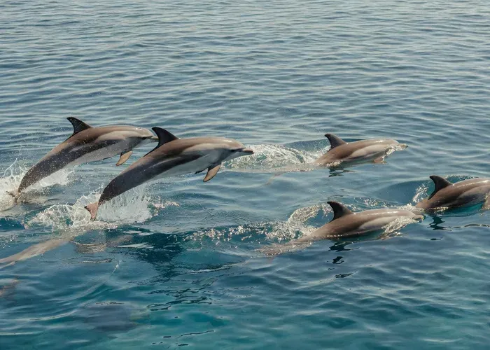 Terceira: Whale Watching + Swimming Dolphins + Ilhéus Cabras whale watching Azores