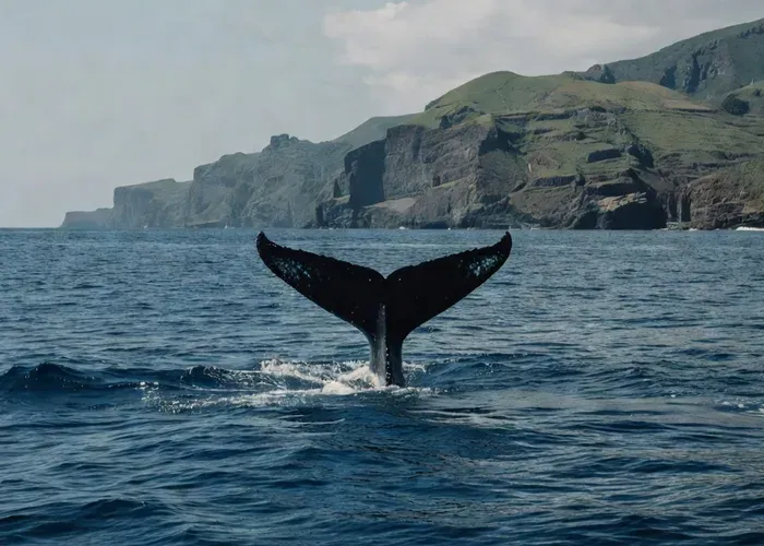 Terceira Island: Private Whale & Dolphin Watching (up to 12) whale watching Azores