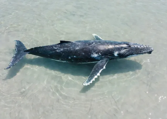 Super Raft Whale-Watching Tour with Hydrophone whale watching Maui
