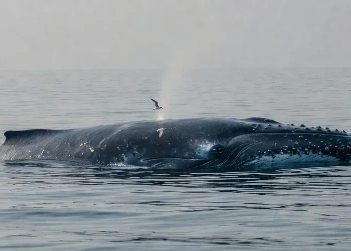 Eye-Level Whale-Watching Raft Tour from Lahaina whale watching Maui