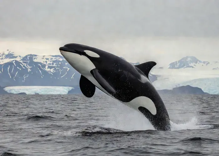 Sydney: Private Luxury Whale Watching and Scenic Cruise whale watching Sydney