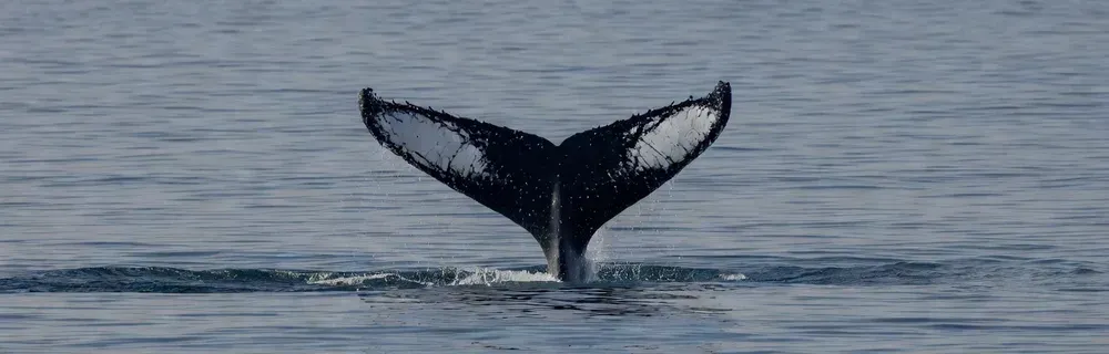 Aerial view of humpback whales and dolphins in Hawaiian waters on Maui whale watching tours