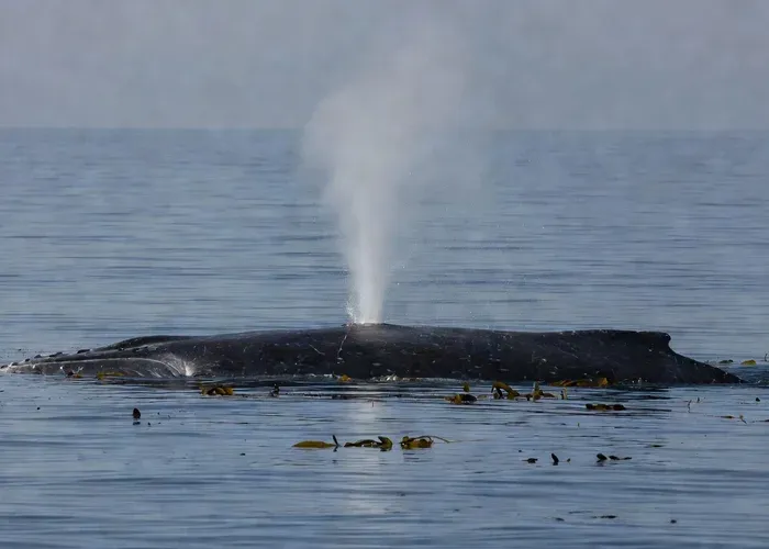 Sydney: 2-Hour Express Whale Watching Cruise whale watching Sydney