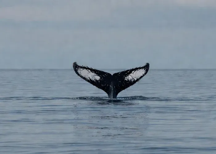 Monterey Bay Dolphin & Whale Watching Boat Tour whale watching Monterey