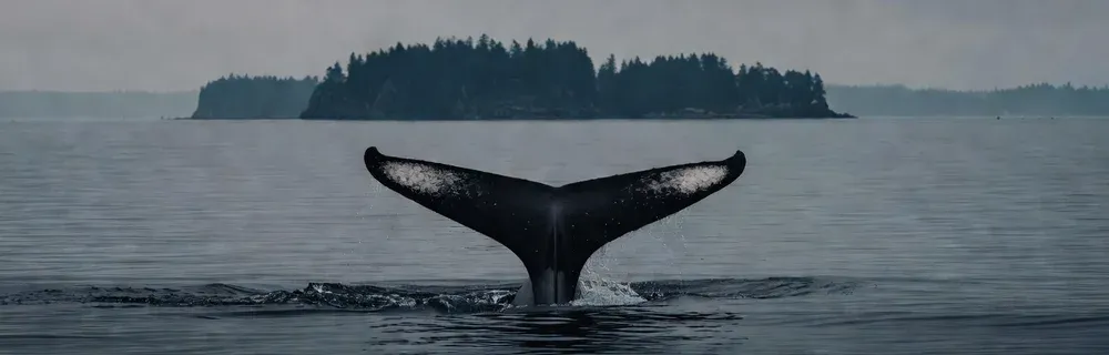 Aerial view of humpback whales and dolphins in Hawaiian waters on Maui whale watching tours