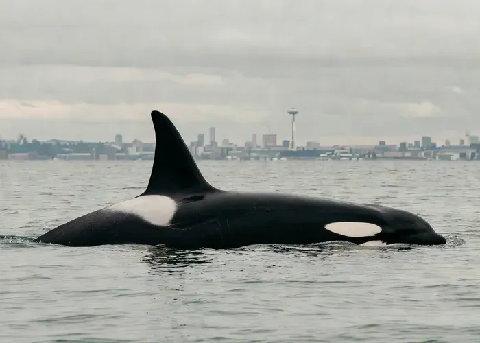 Seattle: Half-Day Wildlife and Whale Watching Cruise whale watching Seattle