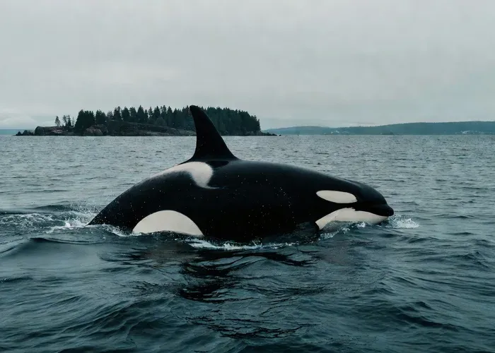 Anacortes: Whale Watching Adventure Tour whale watching Seattle