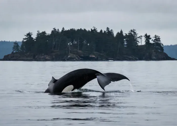 Lopez Island: Whale & Orca Boat Tour whale watching Seattle
