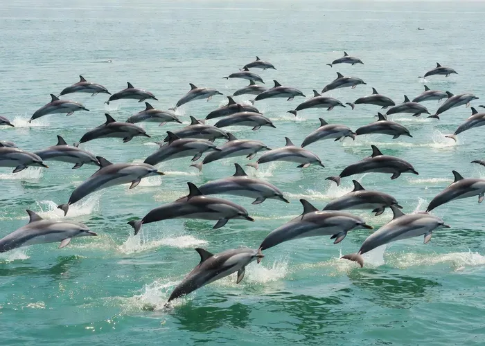 Whale Watching Cruise — All Inclusive Puerto Vallarta whale watching Puerto Vallarta