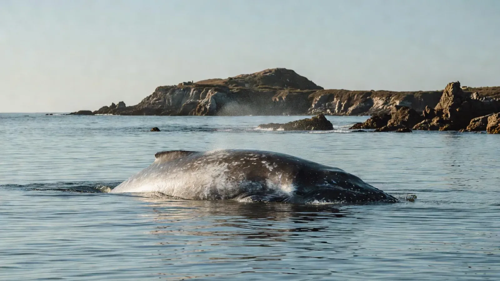 Aerial view of humpback whales and dolphins in Hawaiian waters on Maui whale watching tours