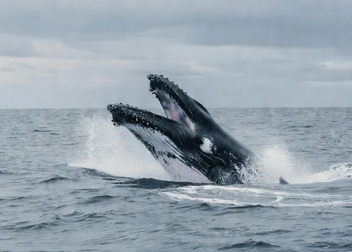 San Francisco: Whales of the Bay Cruise whale watching San Francisco