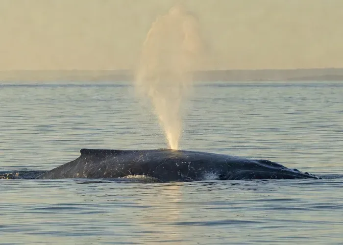 Dana Point Area: Ultimate Whale Watching Adventure whale watching Dana Point