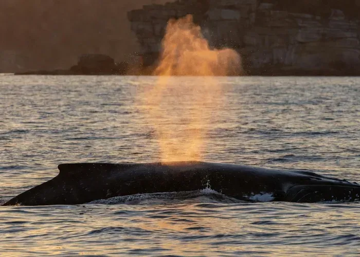Sydney: Sunset Whale Watching Cruise — Whales Guaranteed! whale watching Sydney