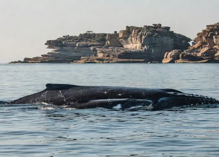 Sydney Whale Watching Cruise with Breakfast or Lunch whale watching Sydney