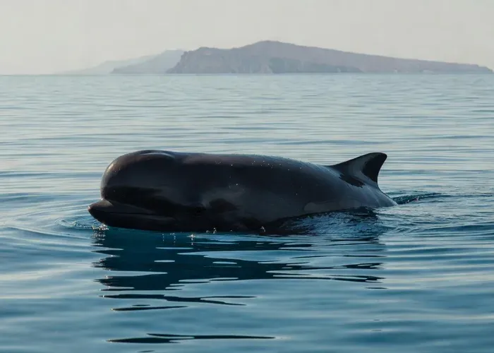 Azores Whale Watching Tour — Ponta Delgada whale watching Azores