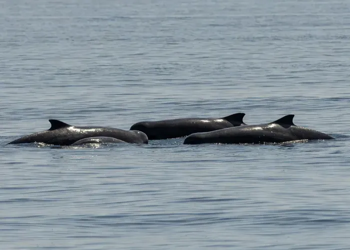 From Ponta Delgada: Whale and Dolphin Watching Trip whale watching Azores