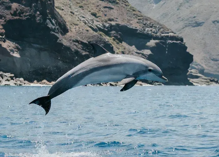 Whale Watching + Vila Franca Islet: Full Day with Lunch whale watching Azores