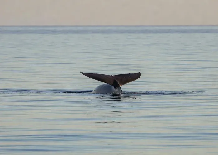 Terceira Island: Whale & Dolphin Watching — Best Wildlife Tour whale watching Azores