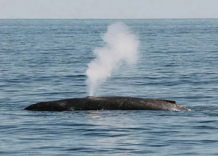 São Miguel, Azores: Whale and Dolphin Watching Tour whale watching Azores