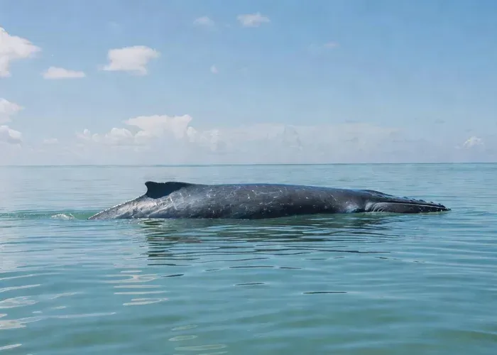 Sri Lanka: Trincomalee Dolphin and Whale Watching Boat Tour whale watching Sri Lanka