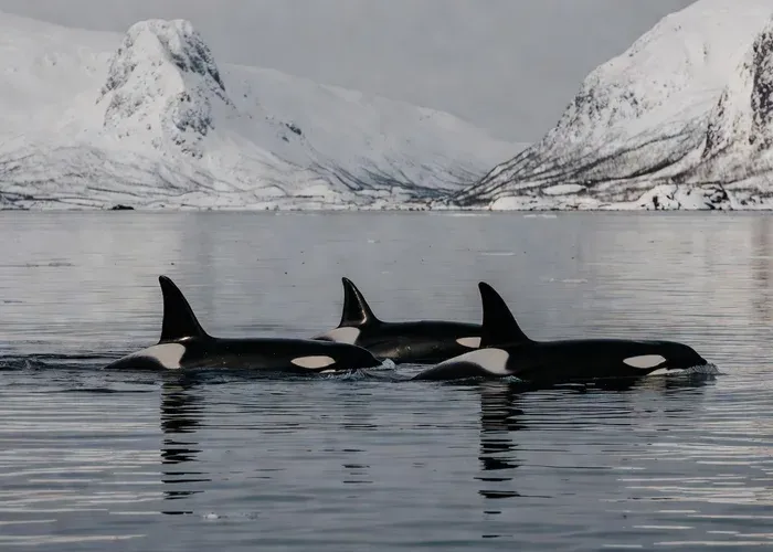 Small open RIB whale watching vessel in Tromsø fjord — passengers fully exposed to Arctic wind requiring maximum layering for open boat whale watching in Norway