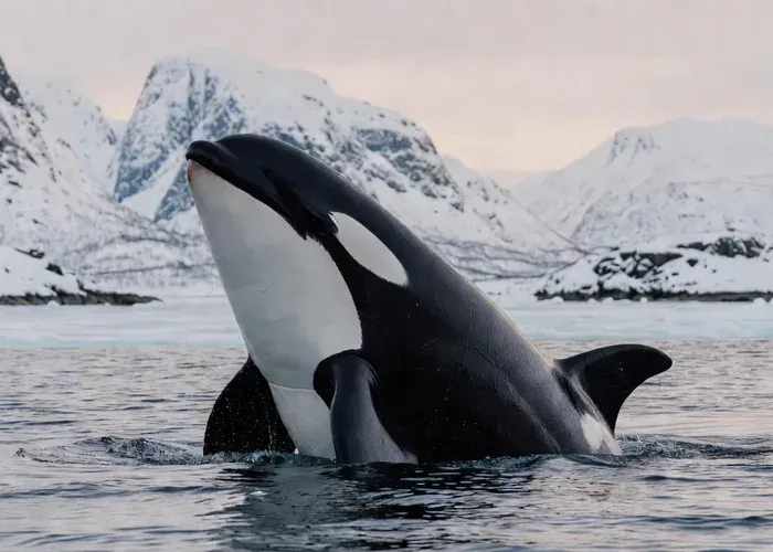 Tromsø Whale & Orca Safari — All-Inclusive (Max 50 pax) whale watching Tromsø