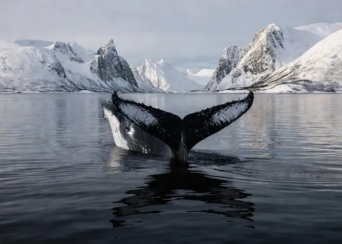 Tromsø: Whale Watching Tour by Hybrid-Electric Boat whale watching Tromsø