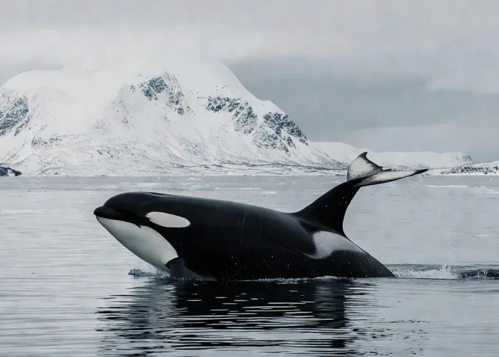 Tromsø: Responsible Whale Watching Cruise Aboard MS Alba whale watching Tromsø