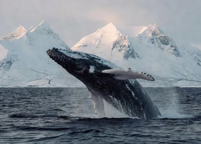 Tromsø: 24hr Northern Lights & Whale Watching Cruise whale watching Tromsø