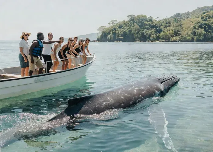 Uvita: Whale & Dolphin Watching Boat Trip with Drinks & Snacks whale watching Uvita