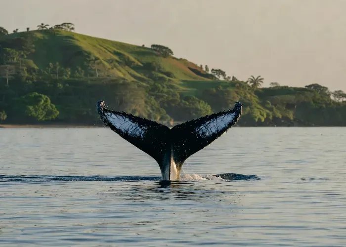 Uvita: Humpback Whales Wildlife Watching whale watching Uvita
