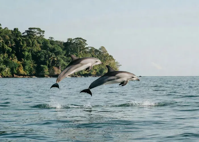 Whales Watching Adventure in Uvita with Expert Guides whale watching Uvita